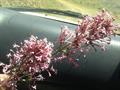 red valerian